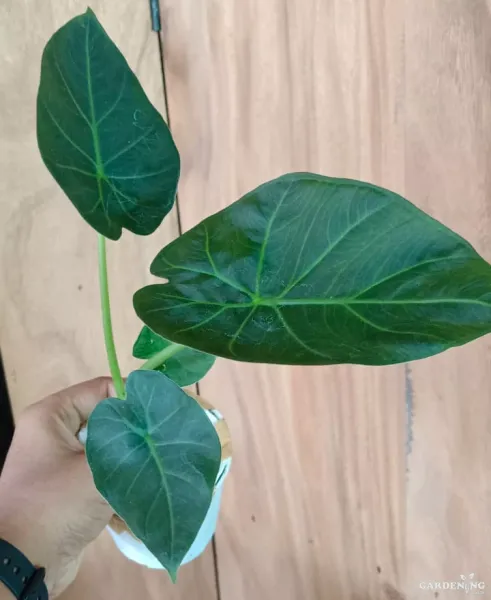 Alocasia Regale Shield