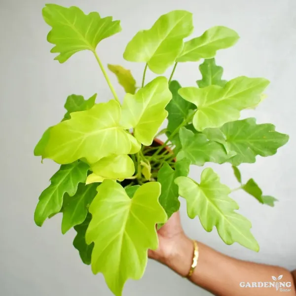 Philodendron Plant Combo Of 4 (Philodendron Meloni Golde, Syngonium White Butterfly, Philodendron Gloriousum ,  Philodendron Golden Xanandu )