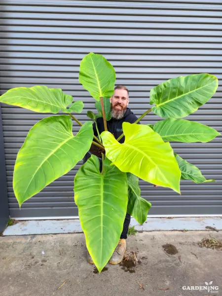 Philodendron Melinoni Golden