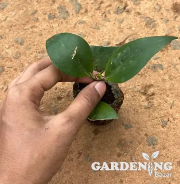 Gold Fish Lipstick Plant