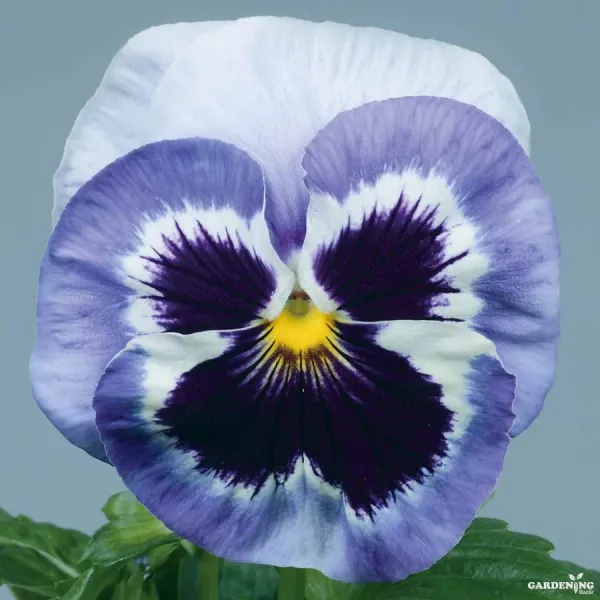 Premium Winter Flower Seeds Combo [Dianthus Floral Lace Mix(10), Pansy F1 Maj.Gts.II Mix(10), Begonia Thy Illumination Mix(10)]