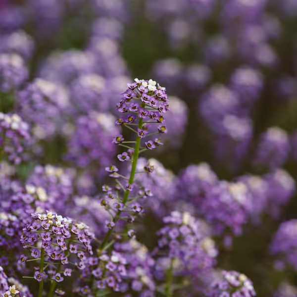 Alyssum Wonderland Blue Qty(10)