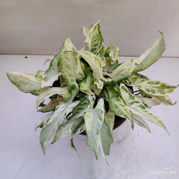 Syngonium Narrow Verigated