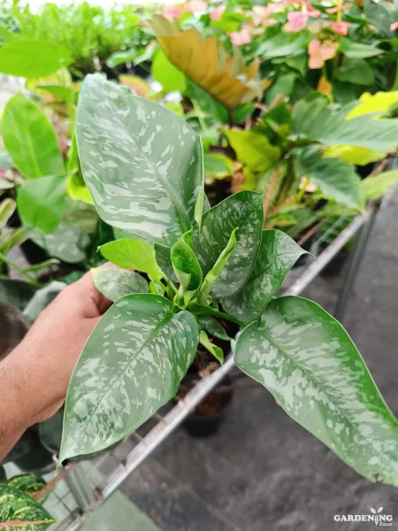 Schismatoglottis motleyana Rare (Multi Shoots)