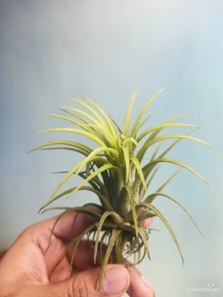 Air Plant Combo Of 4