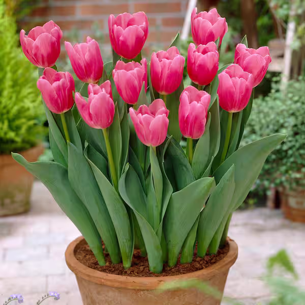 Tulips Pink 5 Bulbs (Imported varieties)