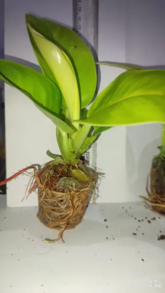 Philodendron Moonshine