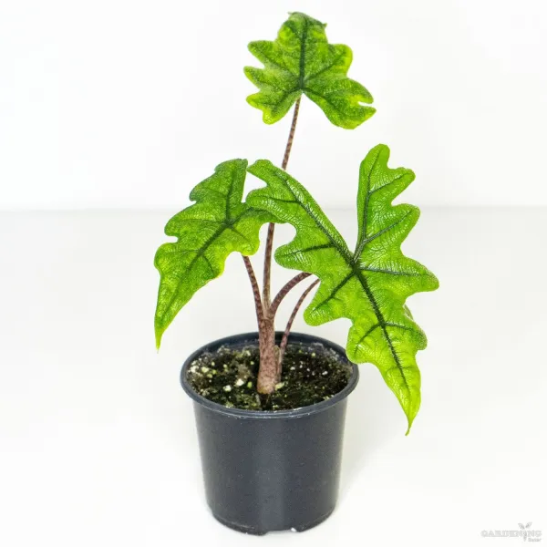 Jacklyn (Aglaonema ‘Jacklyn’)