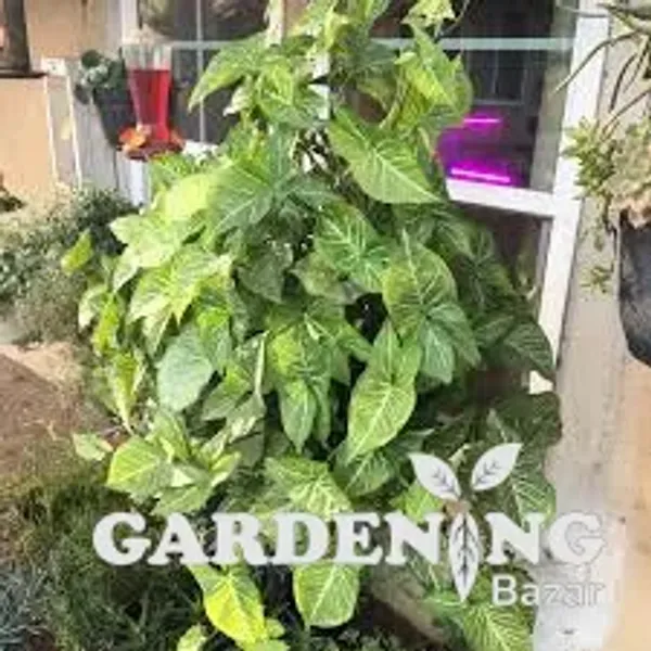 White Butterfly Syngonium