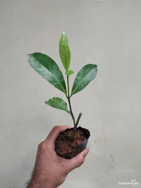 Yellow Gardenia / Gandharaja / Cape Jasmine