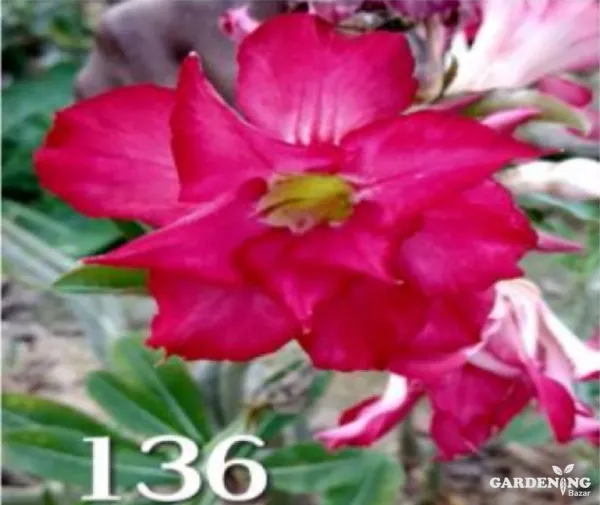 Grafted Adenium Obesum R136