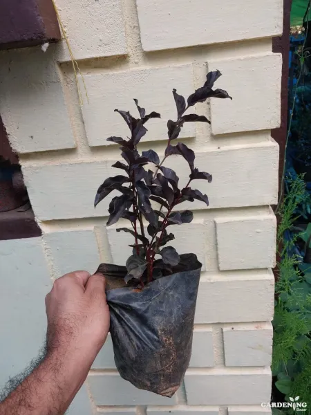 Lagerstroemia Black Diamond Red