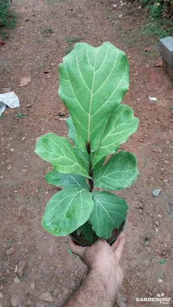 Fiddle-leaf Fig