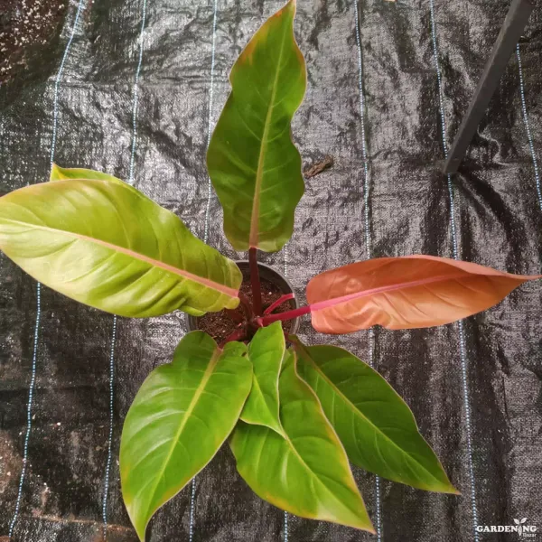 Exotic Philodendron Colorful Collection (Philodendron Sun Red, Philodendron Orange Princess, Philodendron Ring of Fire Variegated, Pink Princess Philodendron)