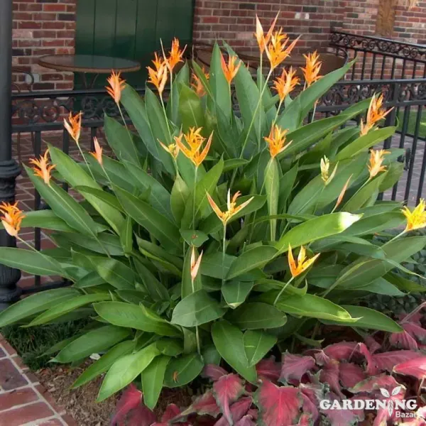 Heliconia
