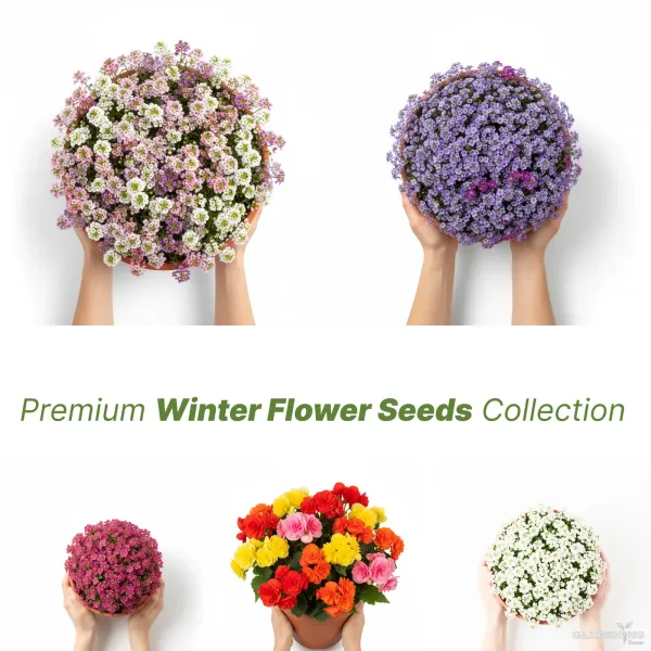 Premium Winter Flower Seeds Combo [Begonia Thy Illumination Mix(10), Clear Crystals(10), Easter Bonnet(10) & Wonderland Blue(10)]