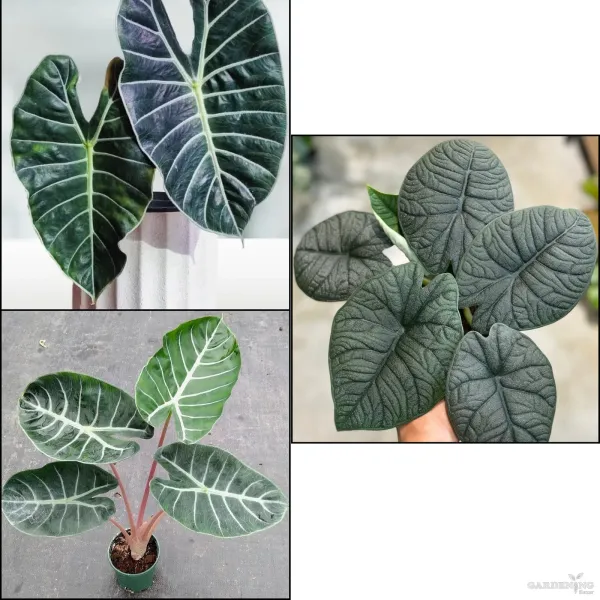 Premium Indoor Plants Combo (Pink Dragon, Melo, Grandis)