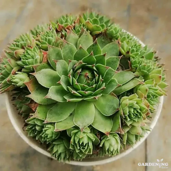 Mini Succulent combo of 12 Plants ( Laxmi Kamal, String Of Pearls, Crassula arborescens , Aeonium Haworthia, Echeveria rose, English ivy, Campfire , Crassula Mucosa, Baby Sun Rose,  Kalanchoe Blossfeldiana, Jade Plant , Cabbage Rose)