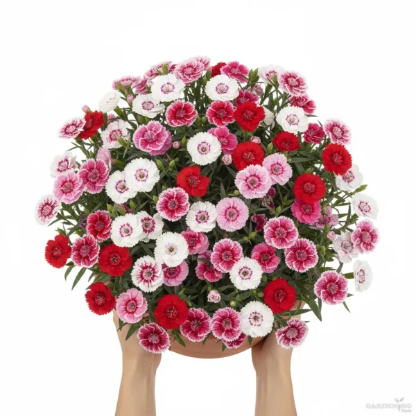 Dianthus Floral Lace Mix Qty(10)