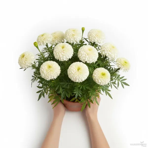 African Marigold White Gold Max Qty(05)