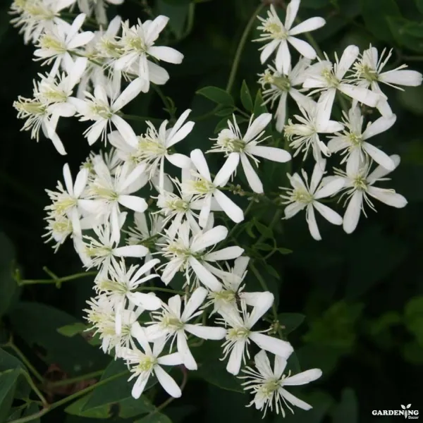 Bridal Bouquet Creeper