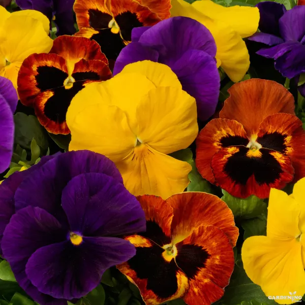 Pansy F1 Majestic Giants II Mix Qty(10)