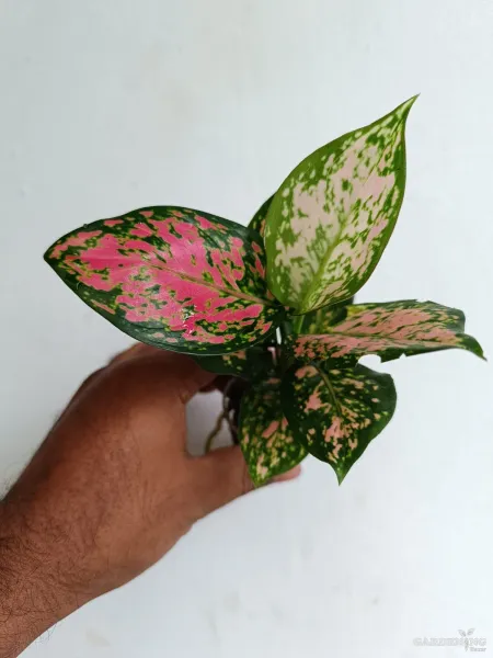 Aglaonema Combo Of  7 (Cochin peach, Red beauty, Thailand red, Red charm, Superwhite , Anjumani white, Favanion)