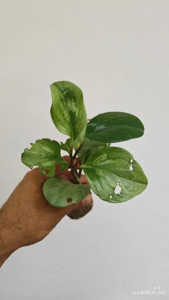 Fittonia 6 Combo and peperomia 6 Combo (Each different Plants)
