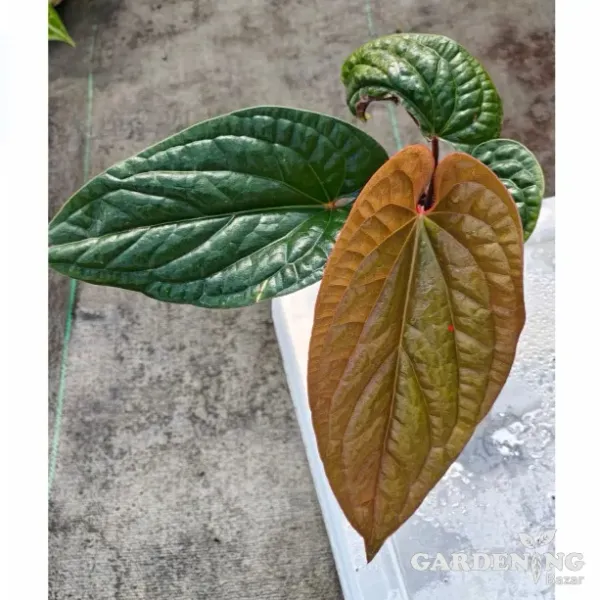Anthurium luxurians