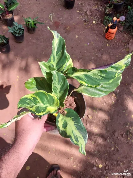 Calatheas Combo Of 6