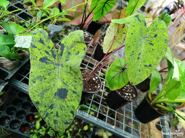 Colocasia Mojito