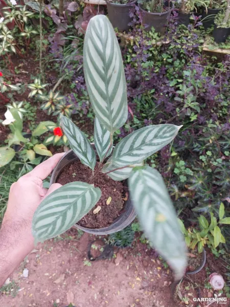 Calatheas Combo Of 6