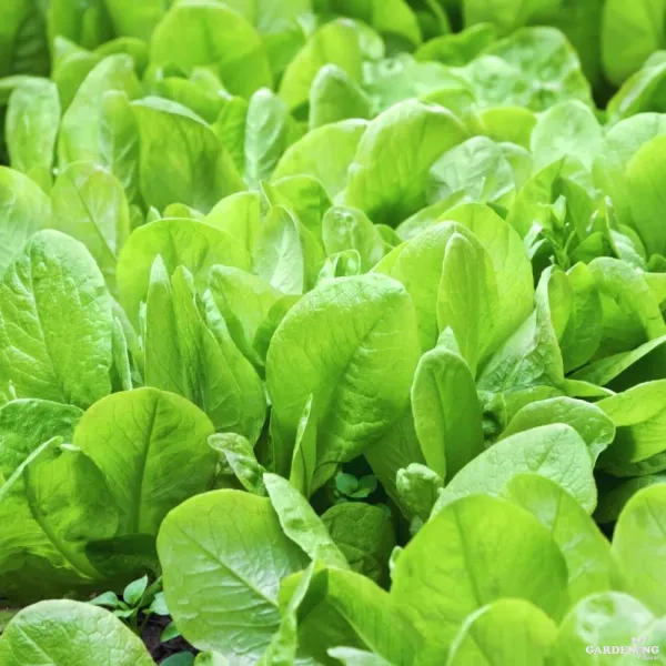 Spinach Seeds (Paalak) Qty (150-200)