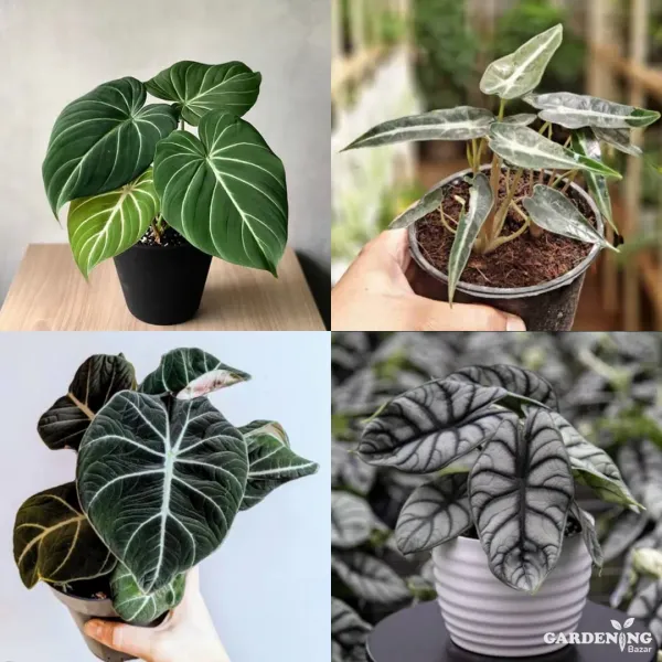 Exotic Combo Of 4 (Philodendron Gloriosum, Alocasia Amazonica, Alocasia Black Velvet, Silver Dragon Alocasia)