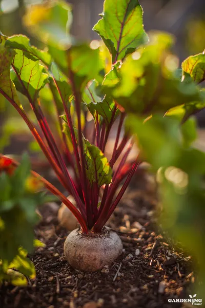 Beetroot Seeds Qty (30-50)