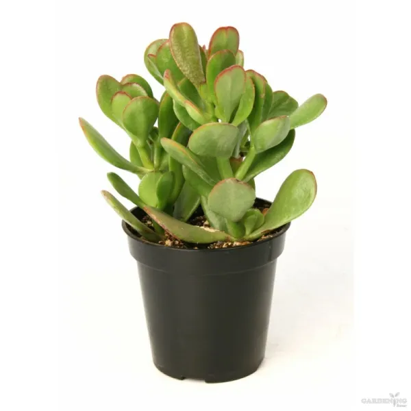 Crassula Arborescens with 3" Pot