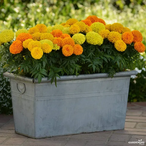 African Marigold Taishan Mix Qty(10)