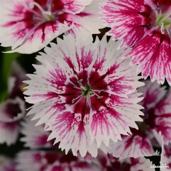 Premium Winter Flower Seeds Combo [Dianthus Floral Lace Mix(10), Pansy F1 Maj.Gts.II Mix(10), Begonia Thy Illumination Mix(10)]