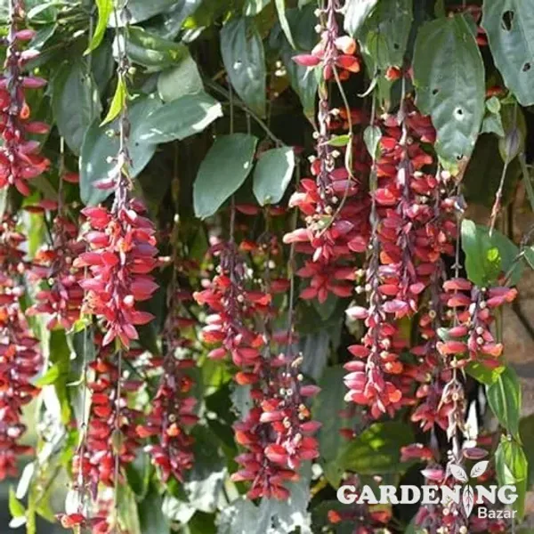 Thunbergia coccinea