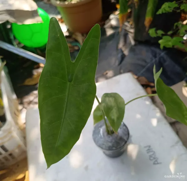 Alocasia longiloba