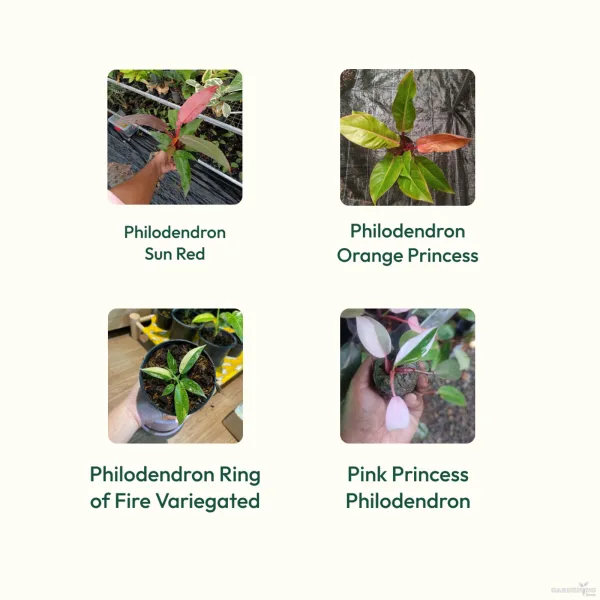 Exotic Philodendron Colorful Collection (Philodendron Sun Red, Philodendron Orange Princess, Philodendron Ring of Fire Variegated, Pink Princess Philodendron)