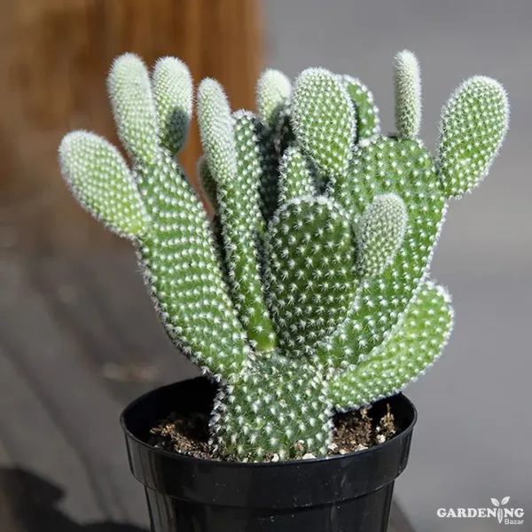 Mini Bunny Cacti Combo Of 3 Plants (Yellow Bunny Ear, White Bunny Ear, Red Bunny Ear)