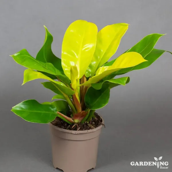 Philodendron Moonshine