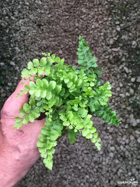 Pom pom fern