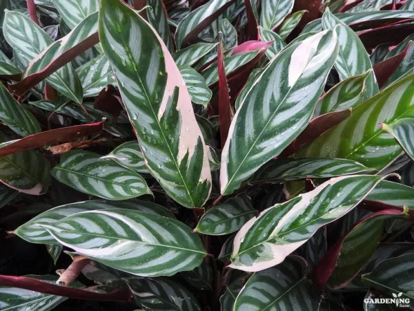 Ctenanthe Oppenheimiana ( triostar)