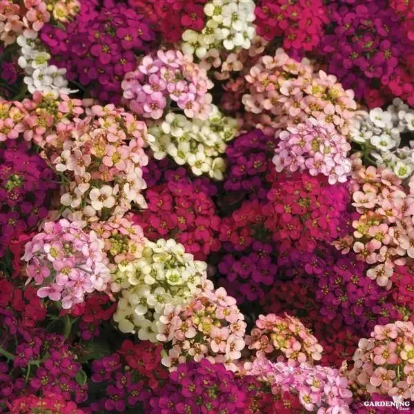 Premium Winter Flower Seeds Combo [Alyssum Clear Crystals Mix(10), Alyssum Clear Crystals White(10), Alyssum Easter Bonnet Deep Pink(10), Alyssum Wonderland Blue(10)}