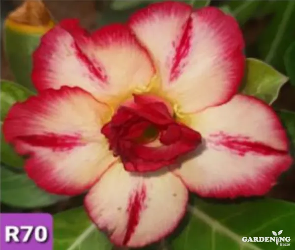 Grafted Adenium Obesum R70