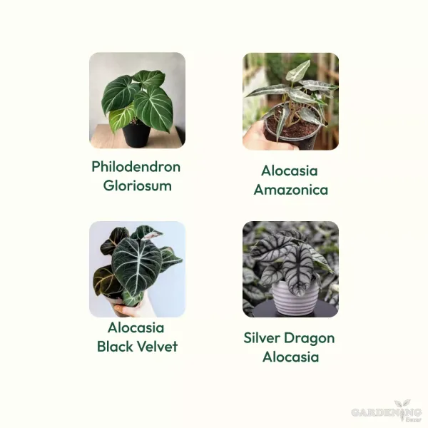 Exotic Combo Of 4 (Philodendron Gloriosum, Alocasia Amazonica, Alocasia Black Velvet, Silver Dragon Alocasia)