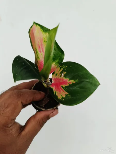 Aglaonema Combo Of  7 (Cochin peach, Red beauty, Thailand red, Red charm, Superwhite , Anjumani white, Favanion)