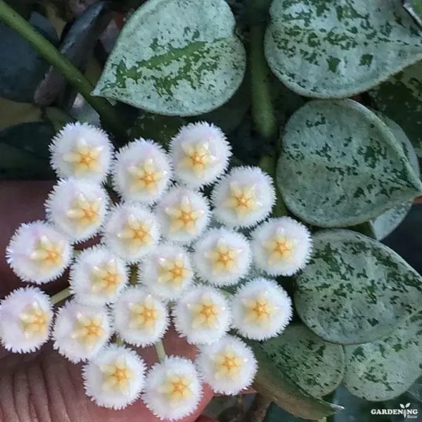 Hoya krohniana